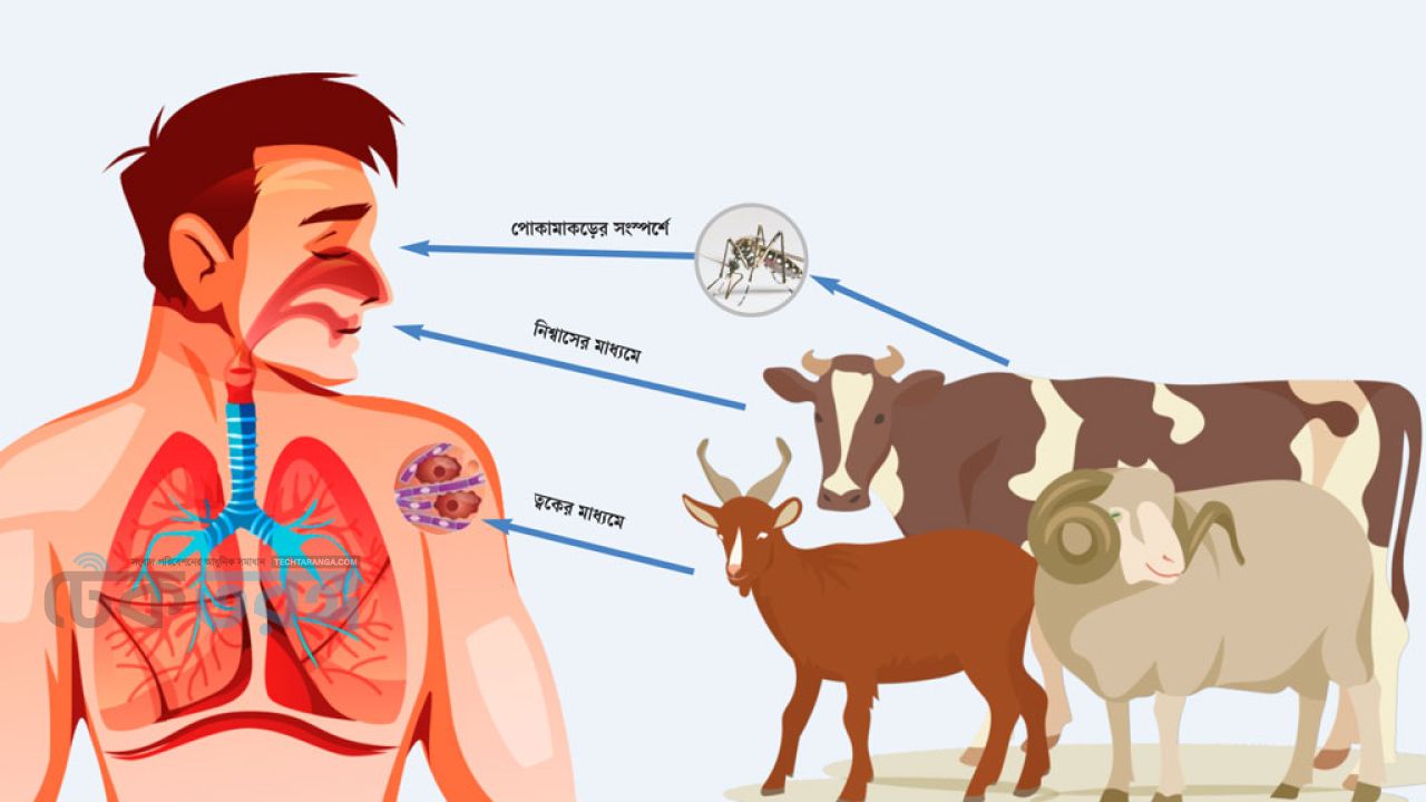 দেশে বাড়ছে অ্যানথ্রাক্স সংক্রমণ, সতর্ক থাকবেন যেভাবে